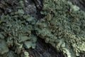 Macro of Grey Green Lichen on Tree Bark Royalty Free Stock Photo